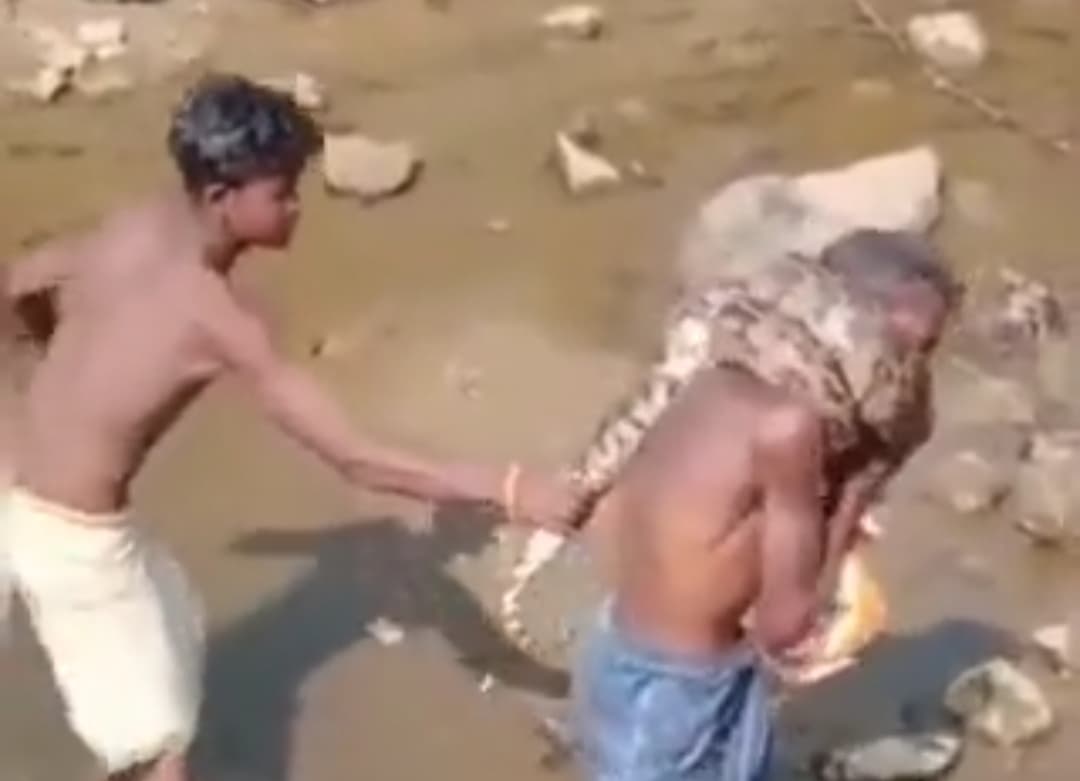 অজগর গলায় পেঁচিয়ে মৃত্যুমুখী যুদ্ধ